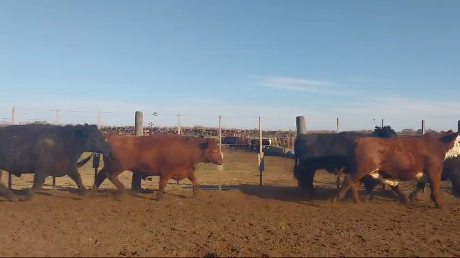 Lote 33 Novillos en Gualeguay, Entre Ríos