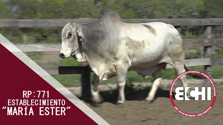 Lote TORO BRAHMAN CABAÑA MARIA ESTHER