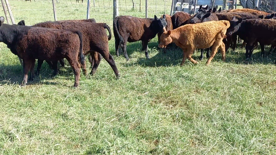 Lote 50 Terneros/as en Huanguelen, Buenos Aires