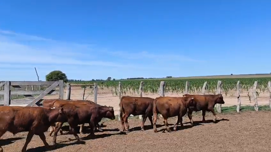 Lote 70 Terneros en La Pampa, Winifreda