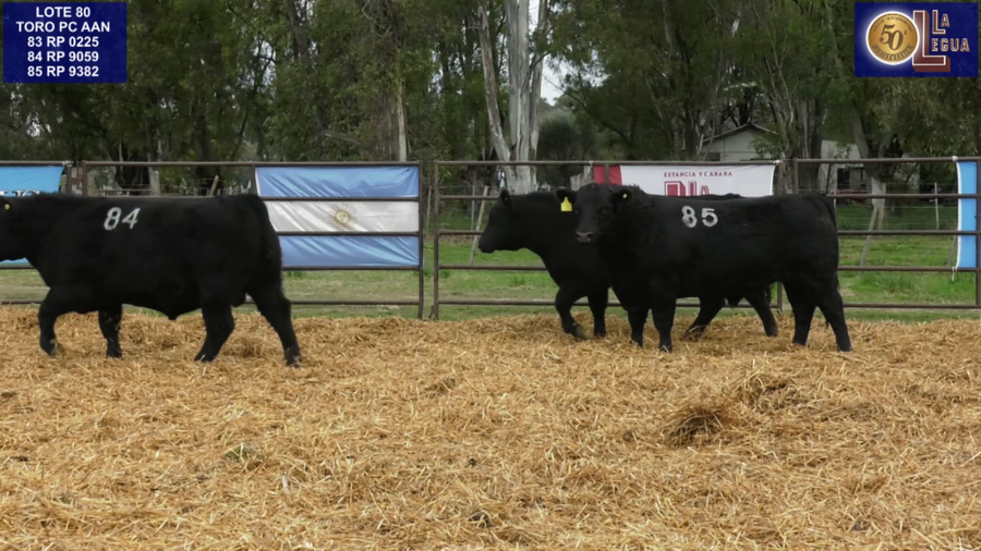 Lote TOROS ANGUS NEGROS PC