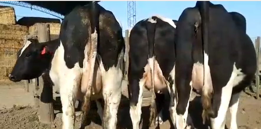 Lote 3 Vaquillonas en Pilar, Santa Fe