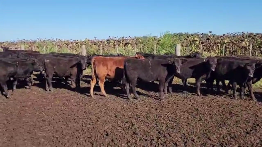 Lote 70 TERNS. MACHOS, AYACUCHO, BS. AS.