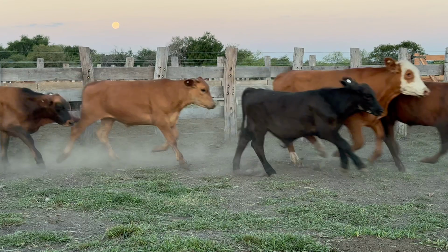 Lote 103 Terneros en Corrientes, Sauce