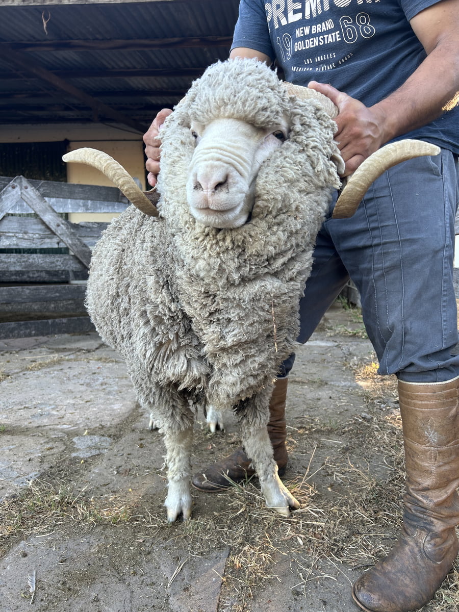 Lote Borrego 4/6D (MO: Si)