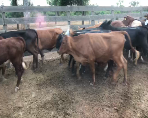 Lote 105 Terneras en Las Lomitas, Formosa
