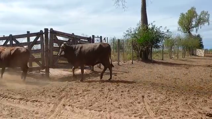 Lote 105 Vacas de invernar en Juan José Castelli, Chaco