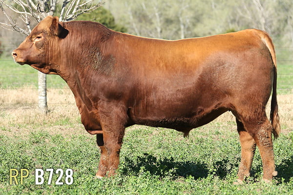 Lote 3 TOROS PUROS DE PEDIGREE