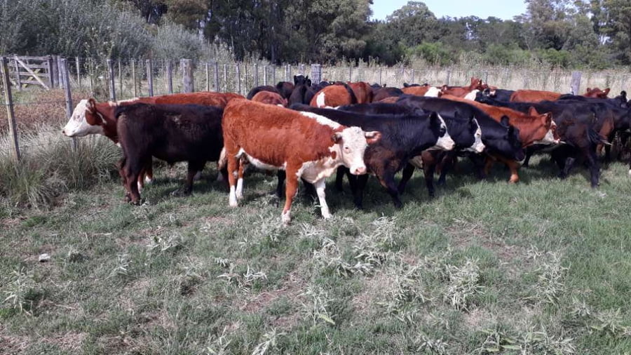 Lote 33 Terneros/as en arboledas, Buenos Aires