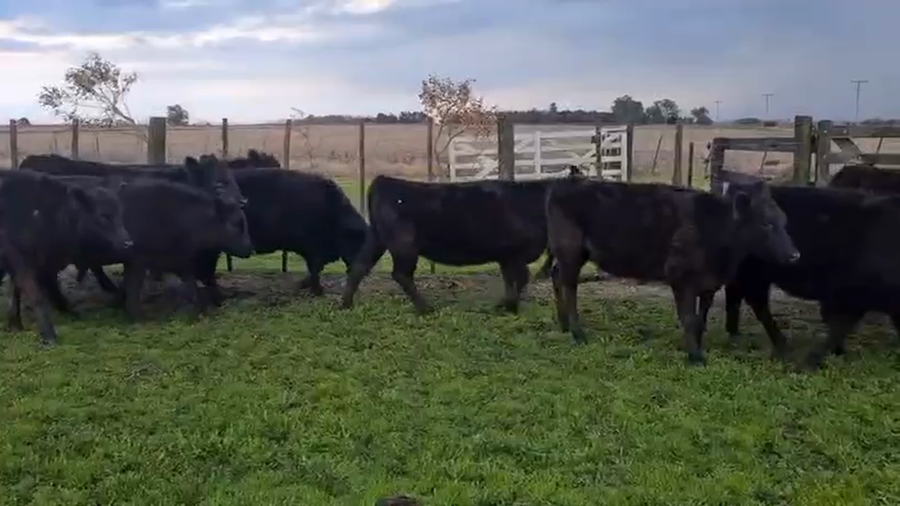 Lote 26 Vaquillonas