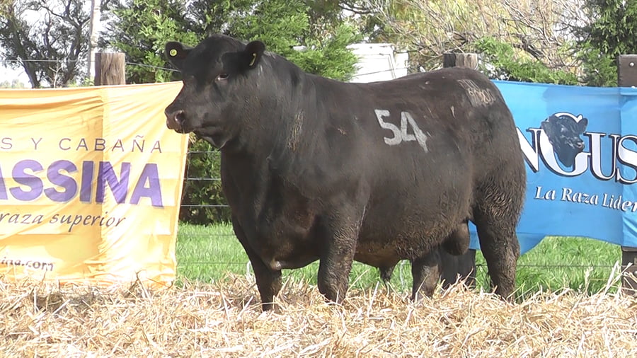 Lote TOROS ANGUS PUROS CONTROLADOS