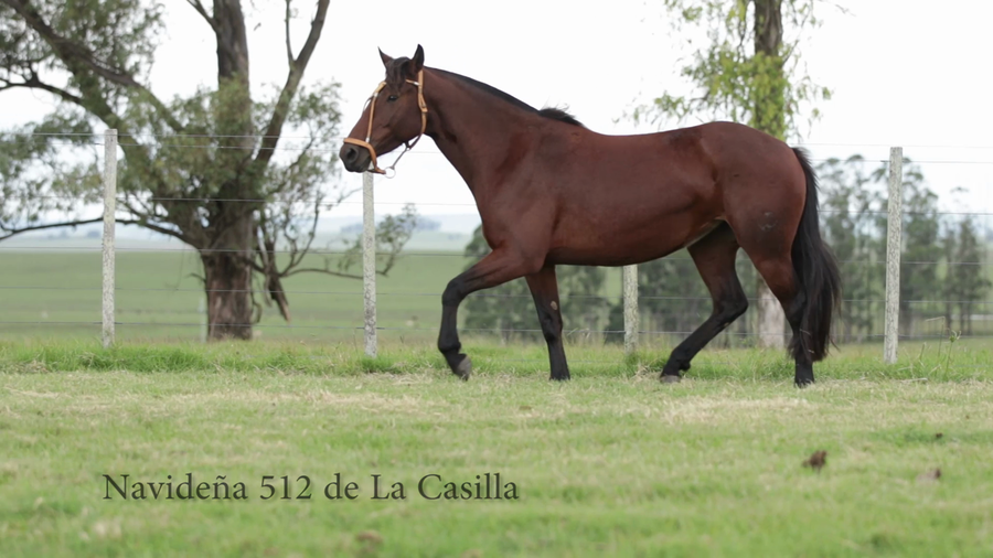 Lote Navideña 512 de La Casilla