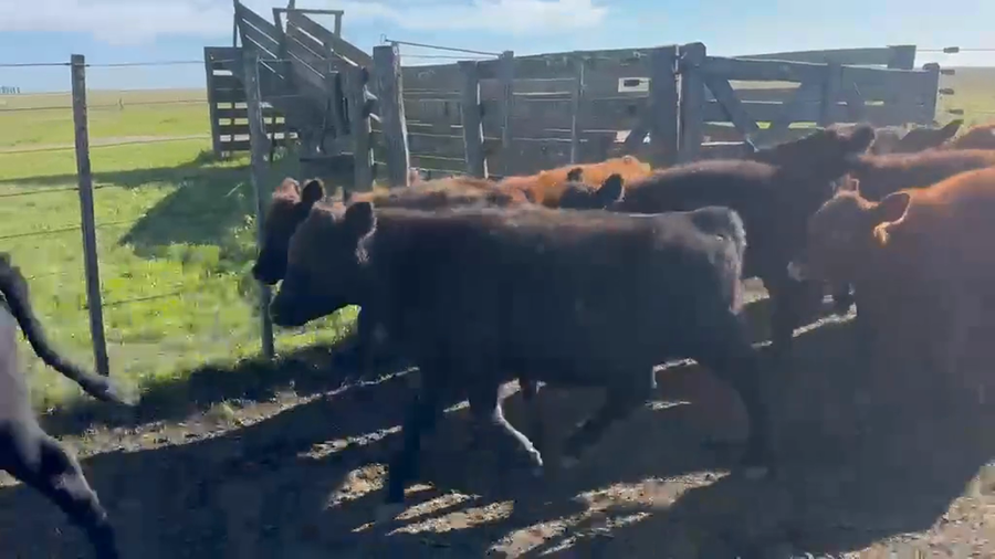 Lote 120 Terneras en Buenos Aires, Azul