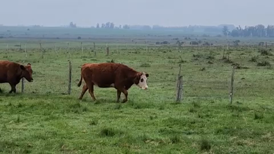 Lote 14 Vaquillonas Vacas Preñadas en Bañado de Medina, Cerro Largo