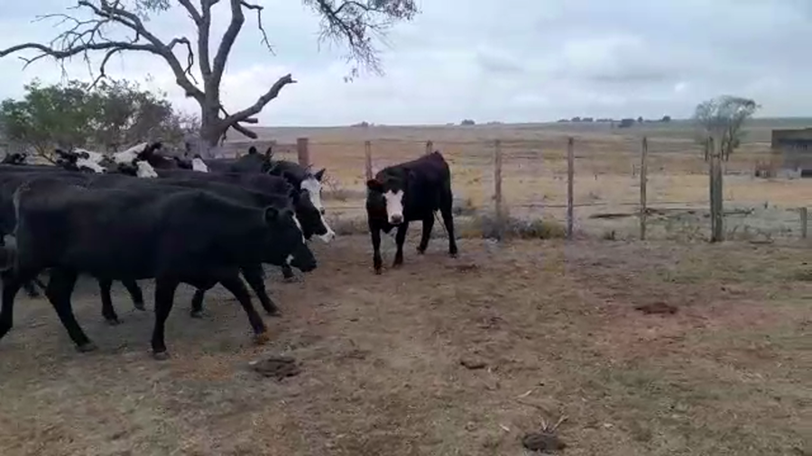 Lote 31 Vaquillonas  Angus a remate en Pantalla Camy - Liquidación de Estancia en San Gregorio