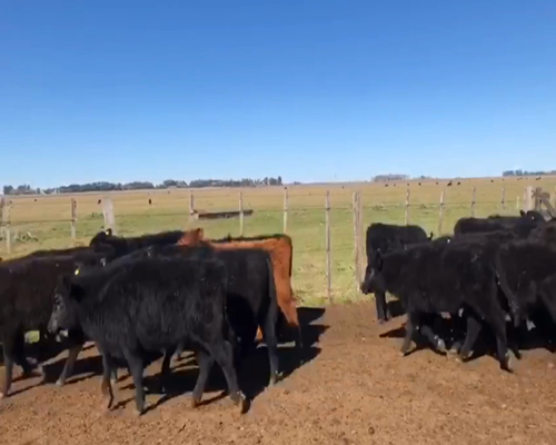 Lote 41 Terneros en La Plata, Buenos Aires