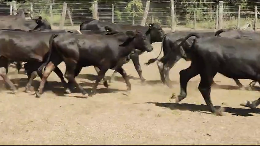 Lote 100 Terneros/as en Quimilí, Santiago del Estero