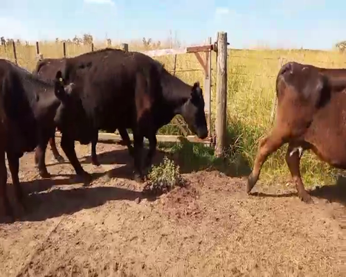 Lote 30 Vacas CUT con cría en Salazar, Buenos Aires