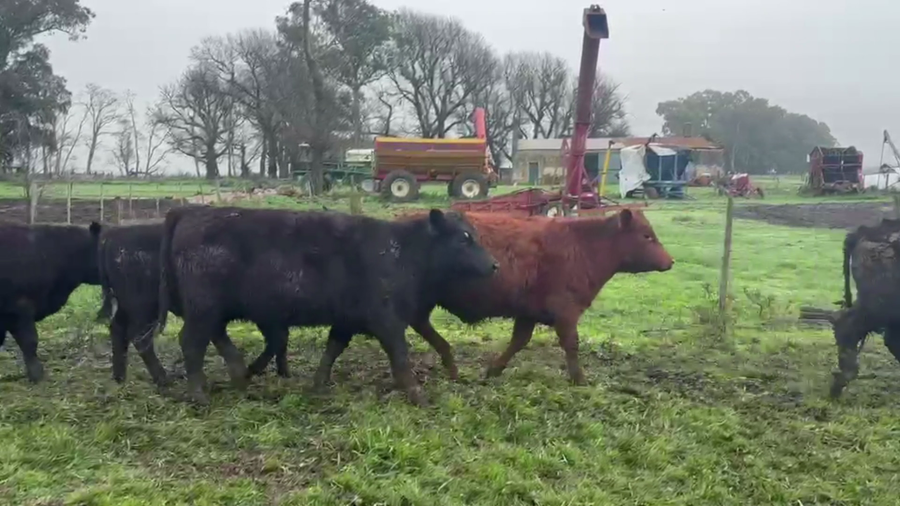 Lote 67 NOVILLITOS, TANDIL, PCIA. BS. AS.