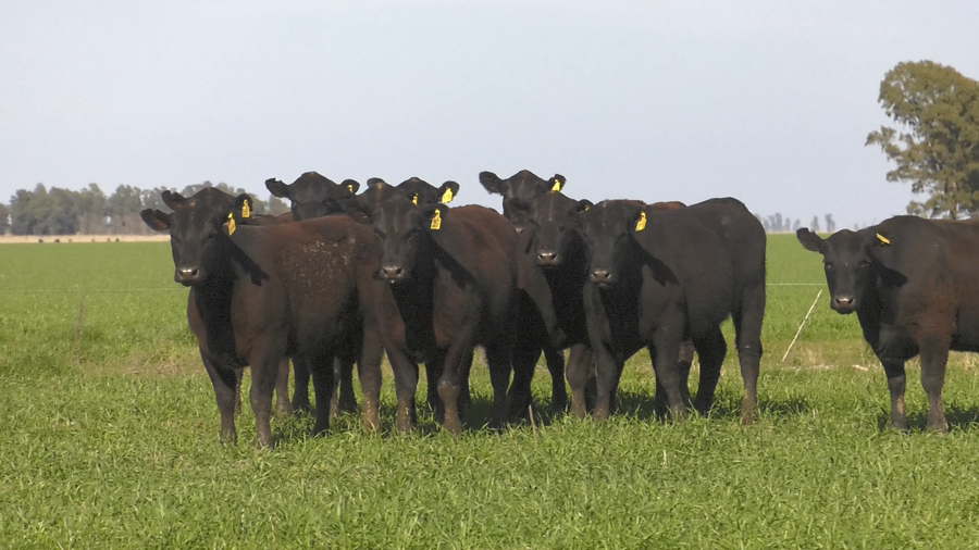 Lote VAQ. ANGUS NEGRO PC C/GTÍA DE PREÑEZ PARICION OTOÑO