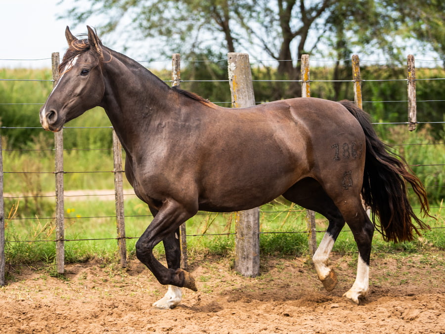 Lote Mañanera Enfilada