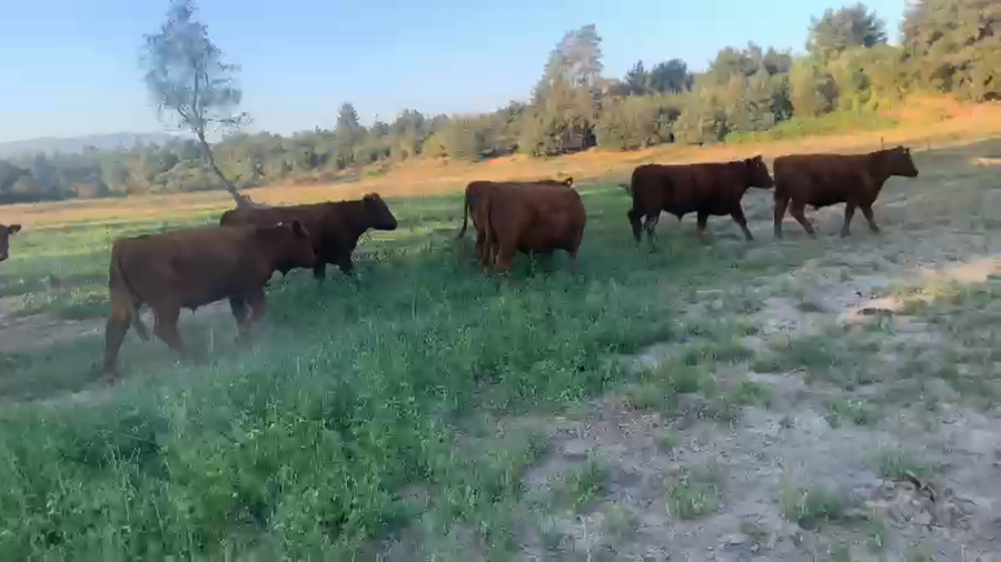 Imagen 2 del Lote Lote 18 Novillo Engorda en Longaví, VII Región Maule