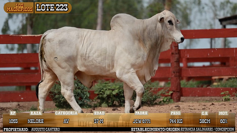Lote LOTE 223 - PANTALLA