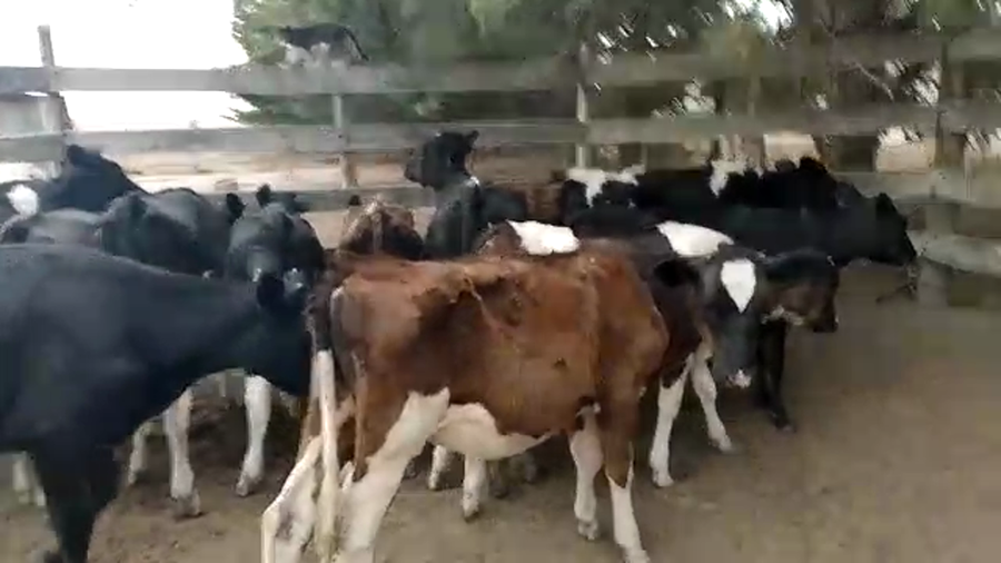 Lote 14 Terneras Hol a remate en Pantalla Camy - Liquidación de Estancia en Mundo Azul