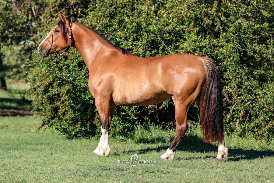 Lote Golilla Vivaracha