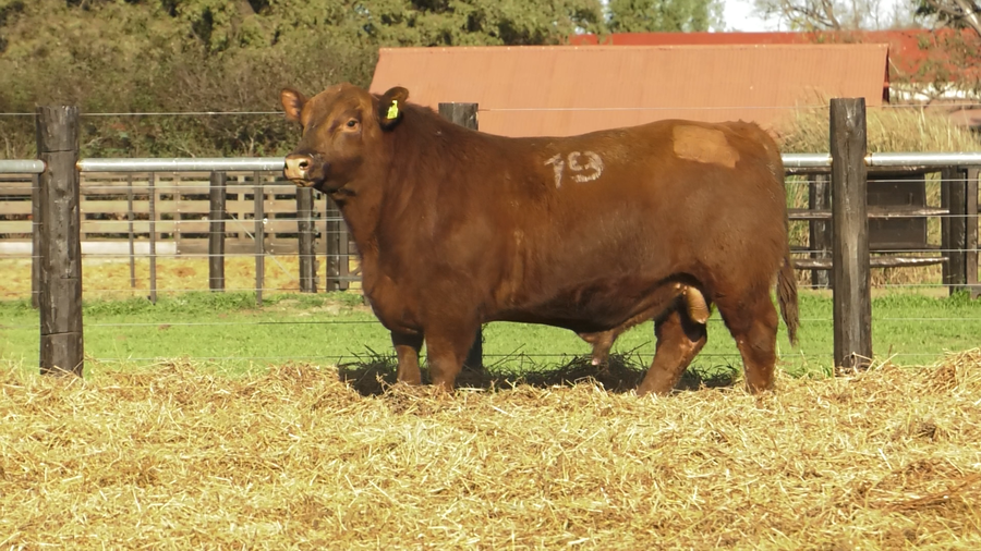 Lote TOROS ANGUS PURO CONTROLADO