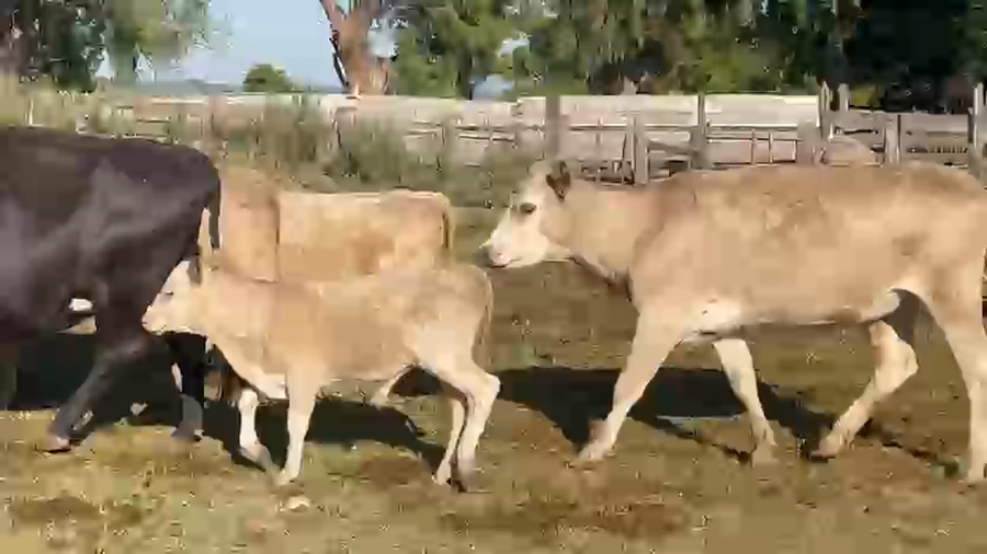 Lote 20 Vacas AL CTE, NUEVAS, MEDIO DIENTE Y USADAS