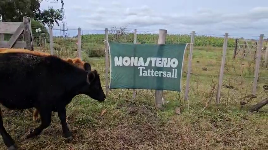 Lote 34 Terneros/as en Bolívar