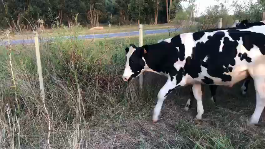 Lote 6 Novillos Holando a remate en Pantalla Camy en La Casilla