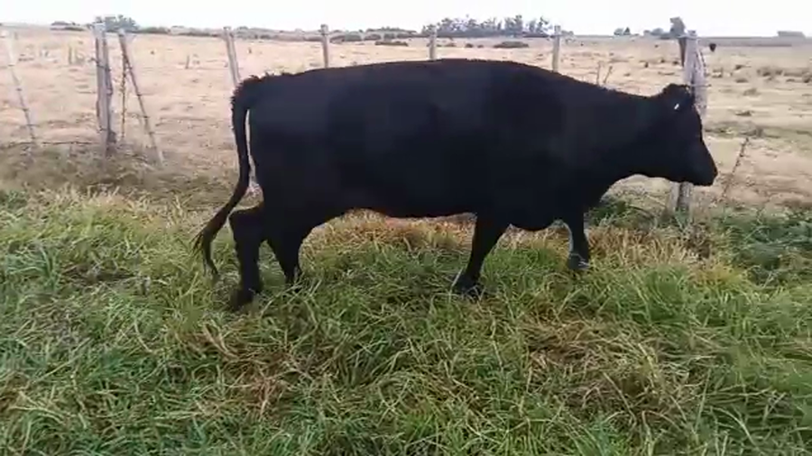 Lote Vaquillonas 1 a 2 años a remate en PANTALLA CAMY 420kg - , San José