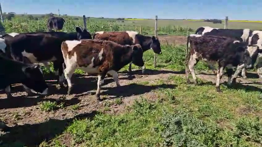 Lote 26 Terneras a remate en Pantalla Camy, San José