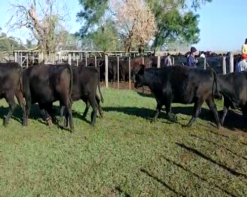 Lote 35 Vacas vacías, En Ayacucho, Buenos Aires