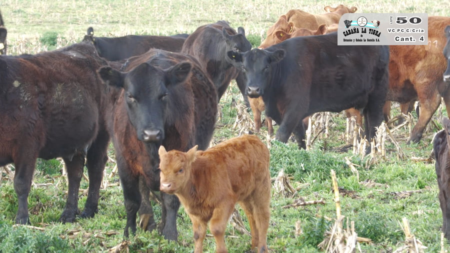 Lote VAQUILLONAS PC NEGRAS PARIDAS