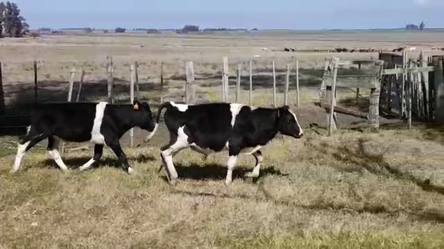 Lote (Vendido)4 Terneros HOLANDO a remate en PANTALLA FEDERICO GARLAND 170kg -  en ISMAEL CORTINAS