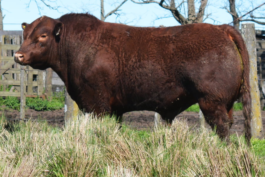 Lote TOROS PP 3 años