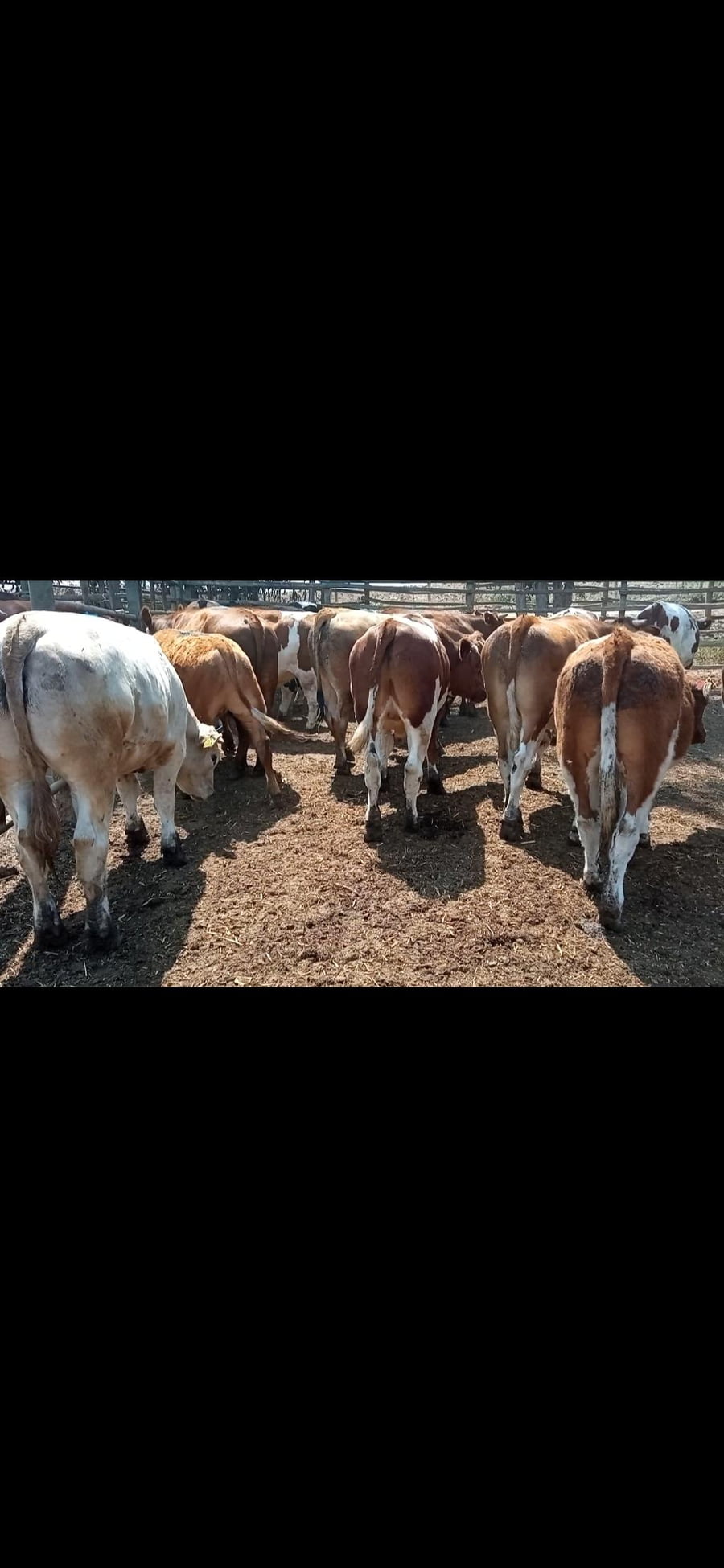 Lote 26 Novillo Engorda en Melipilla, Región Metropolitana