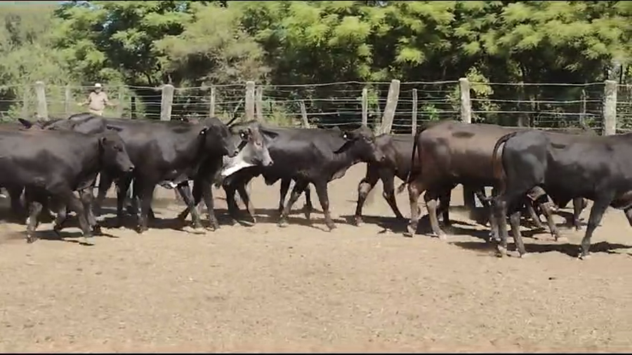 Lote 100 Terneros/as en Quimilí, Santiago del Estero