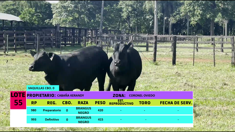 Lote LOTE 55 - 2 VAQUILLAS CBO 0