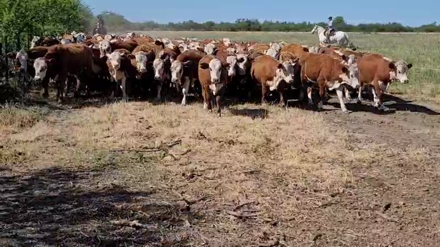 Lote 120 Terneros en Villaguay, Entre Ríos