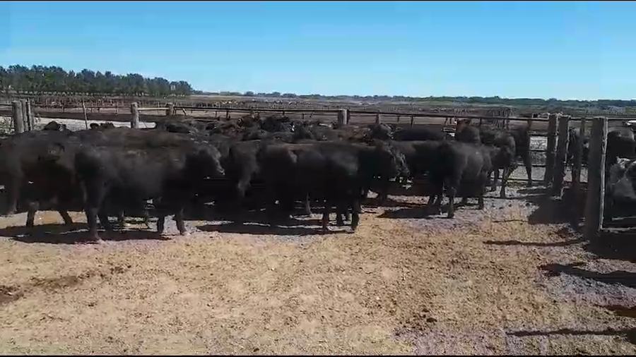 Lote 70 Terneras en Calchaquí, Santa Fe