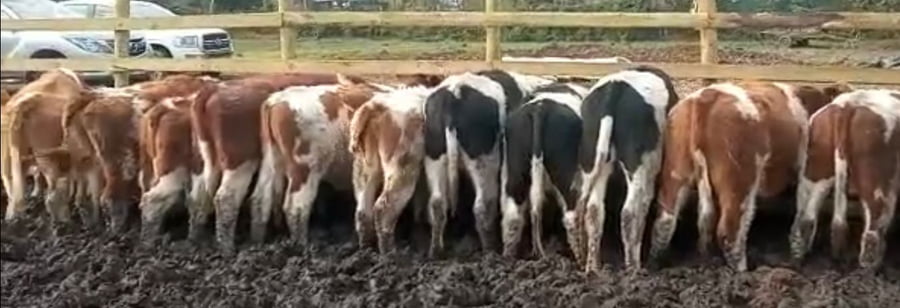 Lote 59 Novillo Engorda en Doñihue, VI  Región O'Higgins