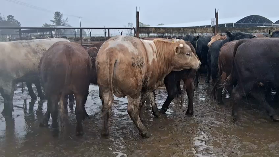Lote 21 Novillo Gordo en Alto Biobío, VIII Región Biobío