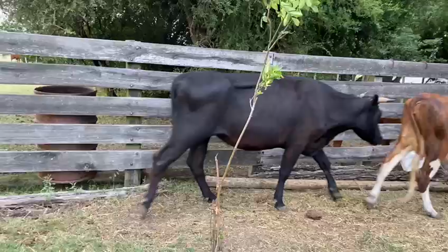Lote 2 Vacas Cruza