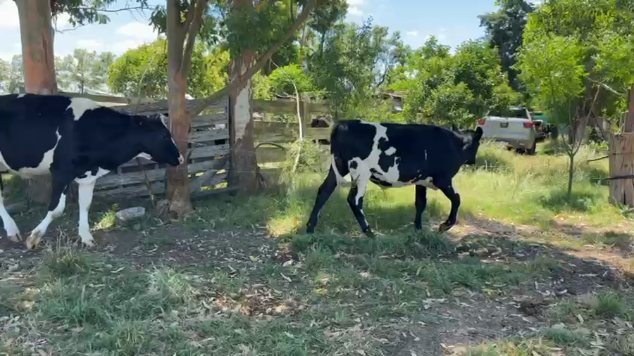 Lote NOVILLOS 1 a 2 AÑOS