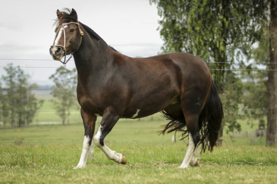 Lote KE PINTA DE LA COLINA R.P 214