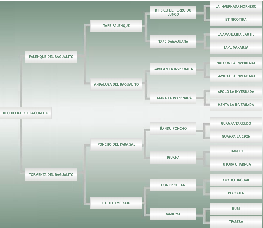 Lote Hechicera Del Bagualito